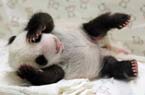大熊猫"圆仔"成长全记录