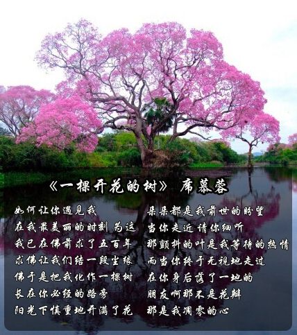 七夕爱情诗:山东方言版席慕蓉情诗《一棵开花的树》