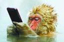 猴子玩手机照获大奖