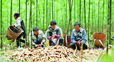 竹笋富农家