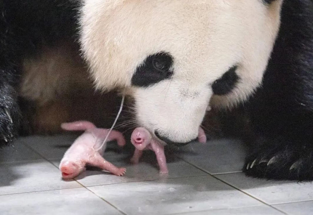 7月7日，大熊貓“愛寶”順利產下一對雌性雙胞胎幼崽。（圖片來源：中國駐韓國大使館微信公眾號）