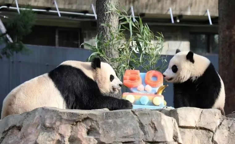 2022年，美國國家動物園舉辦活動慶祝大熊貓抵美50周年，園方為大熊貓“美香”“添添”和“小奇跡”一家三口准備了有“50”字樣的冰凍水果蛋糕。（圖片來源：雅安市廣播電視台）