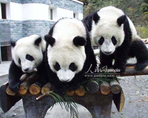 四川:大熊猫栖息地申报世界遗产成功