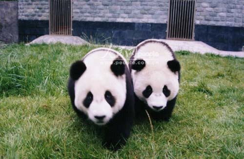 四川:大熊猫栖息地申报世界遗产成功