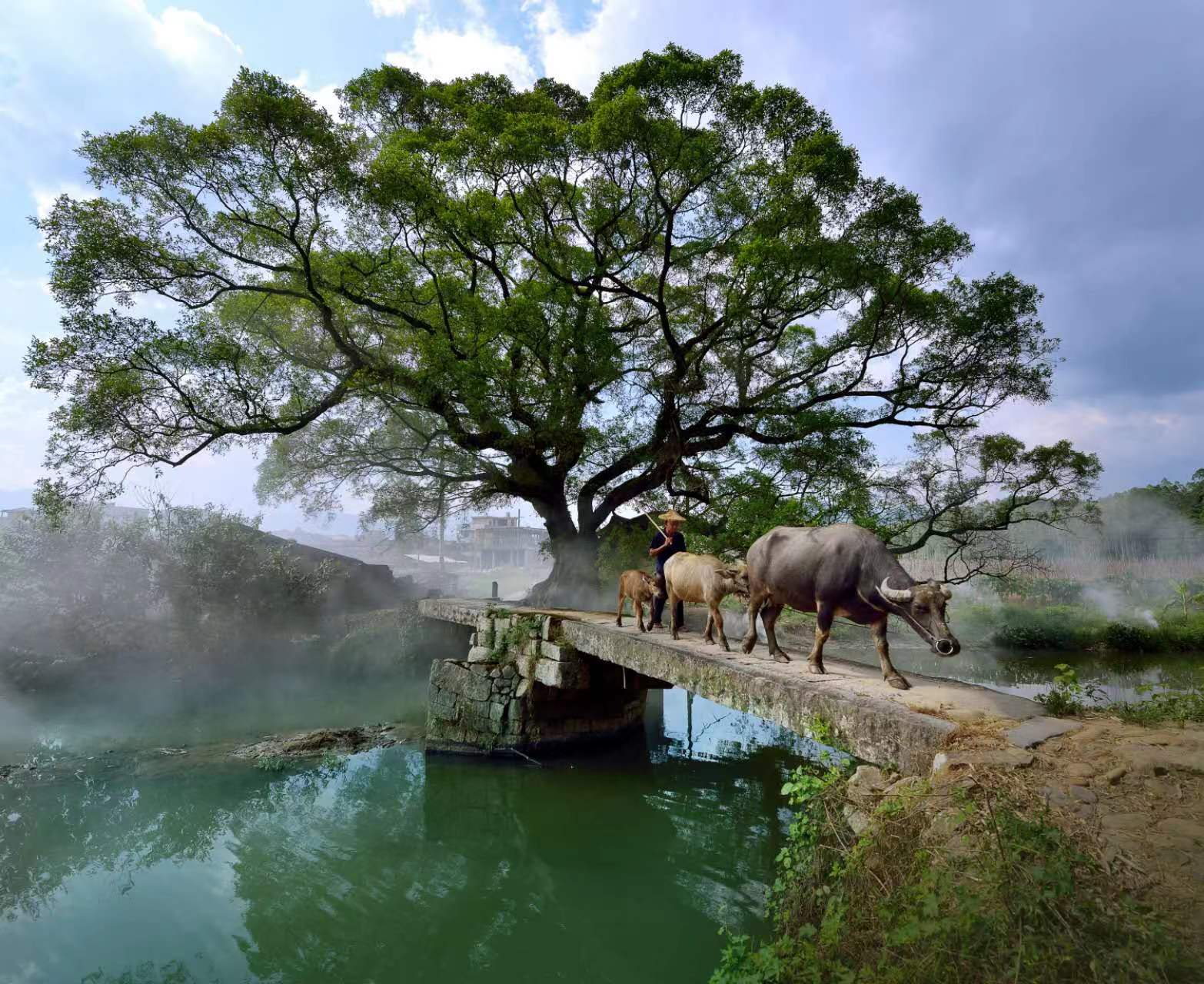 鹿鳴橋。(鄭紀人物處配圖) 張穎 攝